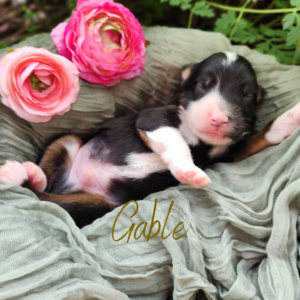 Gable, a black tri male Australian Shepherd puppy, relaxing on his back in a basket outdoors.