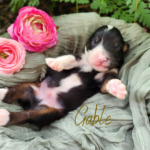 Gable, a black tri male Australian Shepherd puppy, posing peacefully in a basket among garden foliage.