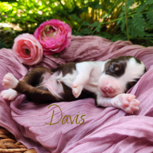 Davis, a red tri female Australian Shepherd puppy, lying on her back in a basket surrounded by plants.
