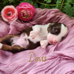 Davis, a red tri female Australian Shepherd puppy, resting in a basket in a garden setting.
