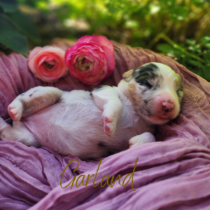 Garland, a blue merle female Australian Shepherd puppy, lying on her back in a basket surrounded by flowers and greenery.