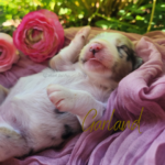 Garland, a blue merle female Australian Shepherd puppy, relaxing in a basket in an outdoor garden.