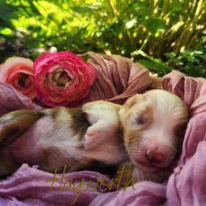 Hayworth, a red merle female Australian Shepherd puppy, resting on her back in a basket outdoors.