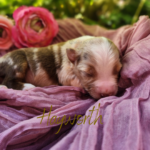 Hayworth, a red merle female Australian Shepherd puppy, relaxing in a basket surrounded by garden plants.