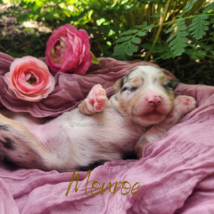 Monroe, a blue merle female Australian Shepherd puppy, lying on her back in a basket nestled in a garden.
