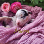 Monroe, a blue merle female Australian Shepherd puppy, resting peacefully in a basket outdoors among greenery.