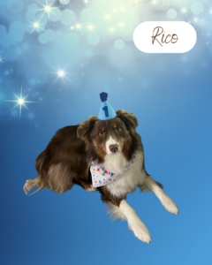 Rico - 1 year old