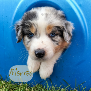 Monroe, a 6-week-old blue merle Australian Shepherd puppy, peeking through the opening of a colorful caterpillar tunnel with a bright, curious expression.