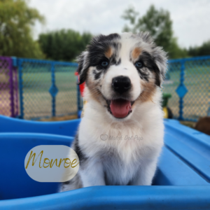 Monroe, a 7-week-old blue merle Australian Shepherd puppy, confidently balancing on a teeter totter during confidence-building activities.