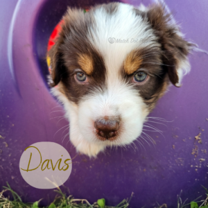 Davis, a 6-week-old red tri Australian Shepherd puppy, peeking through the opening of a colorful caterpillar tunnel with a confident, curious expression.