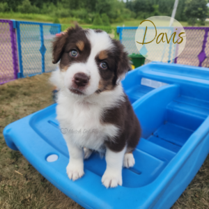 Davis, a 7-week-old red tri Australian Shepherd puppy, confidently balancing on a teeter totter during confidence-building activities.