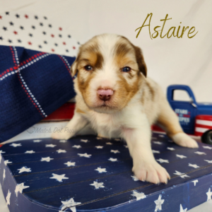 Astaire, a red merle male Australian Shepherd puppy posing in a patriotic red, white, and blue Fourth of July setting.