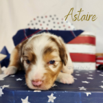 Astaire, a red merle male Australian Shepherd puppy during his 3-week update in a patriotic Fourth of July setting.