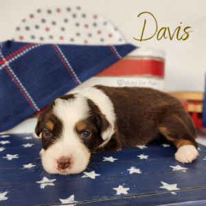 Davis, a red tri female Australian Shepherd puppy posing in a patriotic red, white, and blue Fourth of July setting.