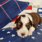 Davis, a red tri female Australian Shepherd puppy during her 3-week update in a patriotic Fourth of July setting.