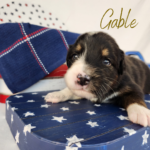 Gable, a black tri male Australian Shepherd puppy during his 3-week update in a patriotic Fourth of July setting.