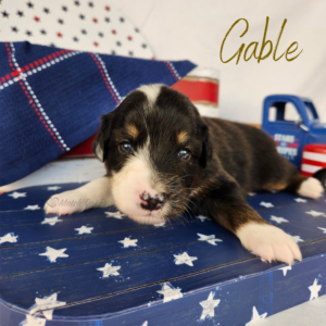 Gable, a black tri male Australian Shepherd puppy posing in a patriotic red, white, and blue Fourth of July setting.