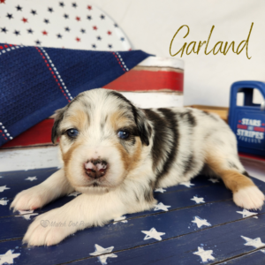 Garland, a blue merle female Australian Shepherd puppy posing in a patriotic red, white, and blue Fourth of July setting.