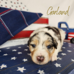 Garland, a blue merle female Australian Shepherd puppy during her 3-week update in a patriotic Fourth of July setting.