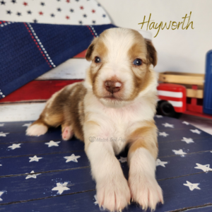 Hayworth, a red merle female Australian Shepherd puppy posing in a patriotic red, white, and blue Fourth of July setting.