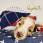 Hayworth, a red merle female Australian Shepherd puppy during her 3-week update in a patriotic Fourth of July setting.