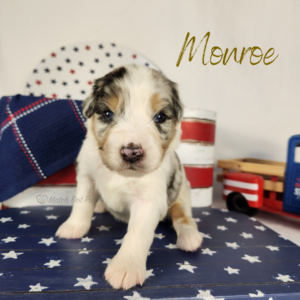 Monroe, a blue merle female Australian Shepherd puppy posing in a patriotic red, white, and blue Fourth of July setting.