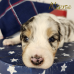 Monroe, a blue merle female Australian Shepherd puppy during her 3-week update in a patriotic Fourth of July setting.