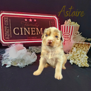 Astaire, a red merle male Australian Shepherd puppy, posing with a cinema ticket sign, popcorn, diamonds, and a boa.