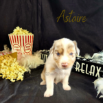 Astaire, a red merle male Australian Shepherd puppy, in his 4-week photo with popcorn, a boa, and a Sit Back and Relax sign.