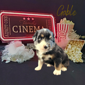 Gable, a black tri male Australian Shepherd puppy, posing with a cinema ticket sign, popcorn, diamonds, and a boa.