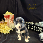 Gable, a black tri male Australian Shepherd puppy, in his 4-week photo with popcorn, a boa, and a Sit Back and Relax sign.