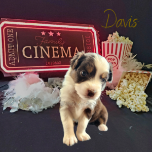 Davis, a red tri female Australian Shepherd puppy, posing with a cinema ticket sign, popcorn, diamonds, and a boa.