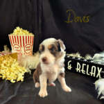 Davis, a red tri female Australian Shepherd puppy, in her 4-week photo with popcorn, a boa, and a Sit Back and Relax sign.