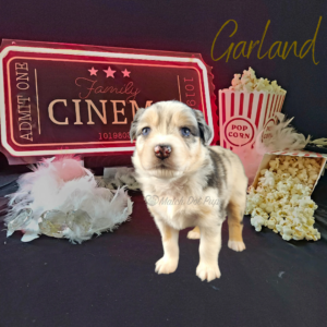 Garland, a blue merle female Australian Shepherd puppy, posing with a cinema ticket sign, popcorn, diamonds, and a boa.