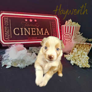 Hayworth, a red merle female Australian Shepherd puppy, posing with a cinema ticket sign, popcorn, diamonds, and a boa.