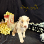 Hayworth, a red merle female Australian Shepherd puppy, in her 4-week photo with popcorn, a boa, and a Sit Back and Relax sign.