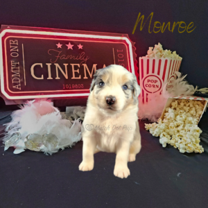 Monroe, a blue merle female Australian Shepherd puppy, posing with a cinema ticket sign, popcorn, diamonds, and a boa.