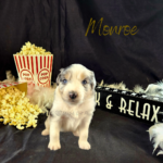 Monroe, a blue merle female Australian Shepherd puppy, in her 4-week photo with popcorn, a boa, and a Sit Back and Relax sign.