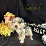 Garland, a blue merle female Australian Shepherd puppy, in her 4-week photo with popcorn, a boa, and a Sit Back and Relax sign.