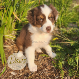 Davis, an 8-week-old red tri Australian Shepherd service dog in training at Match Dot Pup.