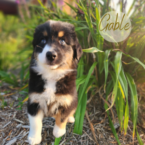 Gable, an 8-week-old black tri Australian Shepherd service dog in training at Match Dot Pup.
