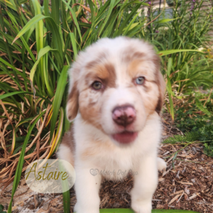 Astaire - 8 weeks old