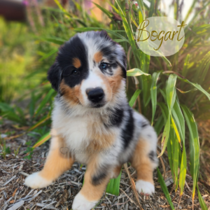 Bogart - 8 weeks old