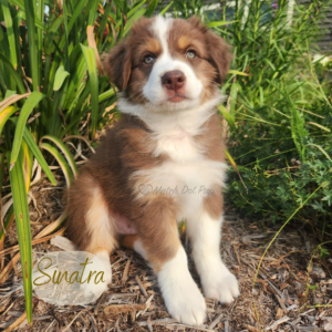 Sinatra - 8 weeks old