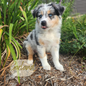 Garland - 8 weeks old