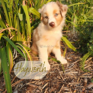 Hayworth - 8 weeks old