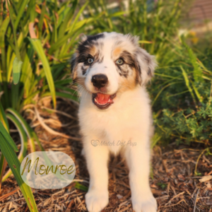 Monroe, an 8-week-old blue merle Australian Shepherd service dog in training at Match Dot Pup.