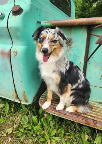 Zynnia, a blue merle Australian Shepherd dam, sitting on an old truck at Match Dot Pup in Wisconsin.