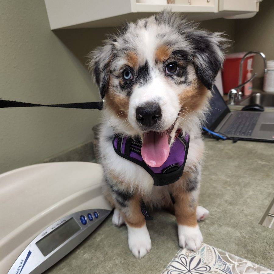 Breed Info-general health-Skye